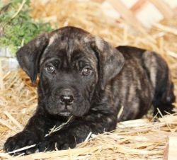 Brindle Cane Corso puppies for sale
