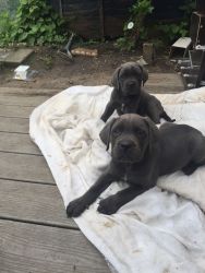 Cane Corso Puppies for sale.