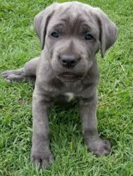 Stunning Cane Corso Puppies For Sale