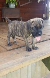 Well Trained Cane Corso Puppies For Sale