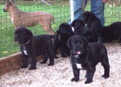 Cane Corso Italian Mastiff Puppies