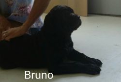 Cane Corso Italian Mastiff Puppies PRICE REDUCED & Ready to Go