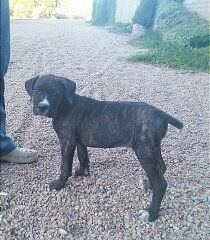4 Month old Cane Corso Puppy