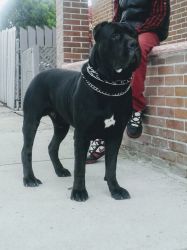 Cane Corso Puppy is registered with Iccf year