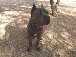 10 Month Old Cane Corso