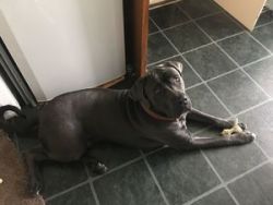 10 Month Cane Corso To Be Rehomed