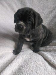 Cane Corso Puppies for sale