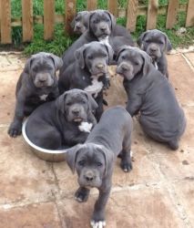 Beautiful strong fawn Great Danes puppies