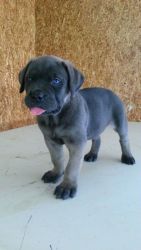 Blue Eyed Can Corso Puppies