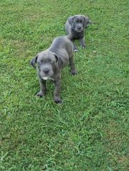 2 Cane Corso Puppies for sale