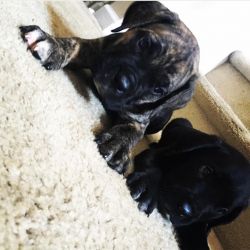 Champion bloodline import cane corso puppies for sale