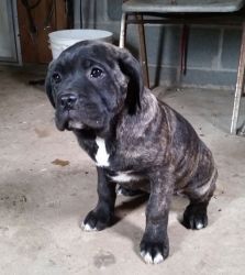 Beautiful Cane Corso Puppies For Sale