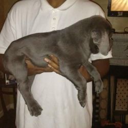 ICCF Registered Cane Corso puppies