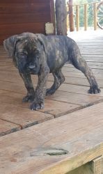 Brindle and Fawn Cane Corso Italiano Puppies