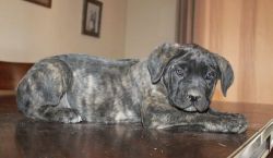 Males and females Cane Corso puppies