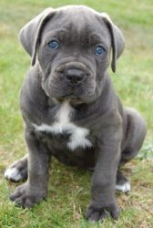 Young Cane Corso puppies ready now