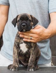 Good Looking Cane Corso Puppies For Sale