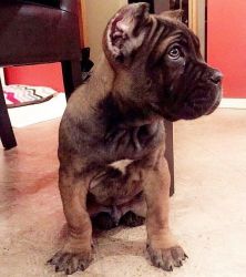 cutest CANE CORSO PUPPIES HERE!!!!