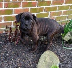 Beautiful Cane Corso Puppies For Sale