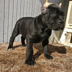 Cane Corso Imported bloodlines