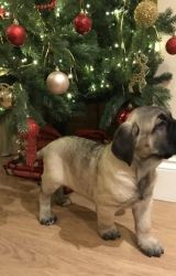 Top Quality Puppies Cane Corso puppies