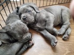 akc registered cane corso puppies
