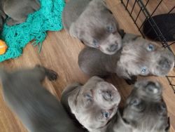 Gods of Rome Cane Corso puppies available now!