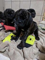 cane corso puppies akc iccf registered