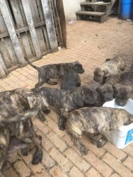 Cane corso puppies need new home