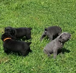 Imported blood line cane corso