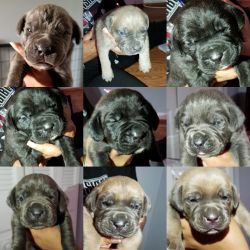 Cane Corso pups
