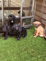 Cane Corso Puppy Ready for their forever home!