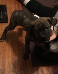 11 week old Cane Corso