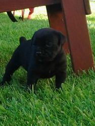 Cane Corso puppies for Sale
