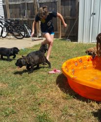 Top Family Raised Cane Corso Puppies