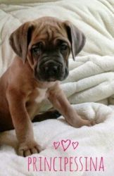 Iccf registered cane corso puppies