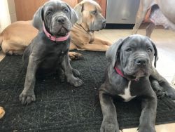 3 Month Old Cane Corso