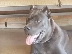 Selling my male Cane Corso