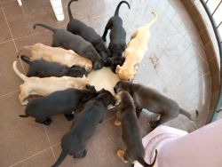 CANE CORSO PUPPIES FOR SALE