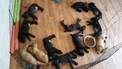 Home Raised Cane Corso Puppies For Sale.