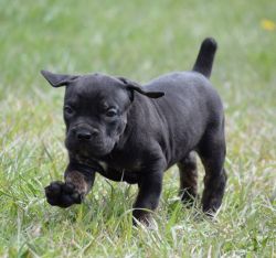 male and female cane corso puppies for sale
