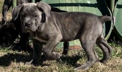 Sweetest puppy Cane Corso Italiano puppies for sale