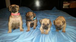 Stunning AKC Cane Corso Puppies. Call or text us at +1(2xx) xx4-2xx5