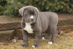 cane corso puppies for sale.