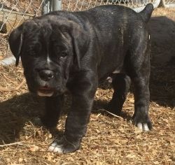 Lovable Cane Corso looking for a forever home!