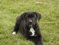 Beautiful litter of cane corso puppies