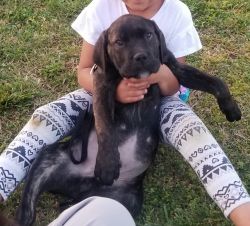 Cane Corso Puppies ( ICCF registered)