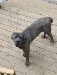 Cane Corso male 1 years old. Great for stud and or farm