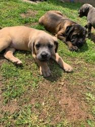 cute and trained cane corso pups