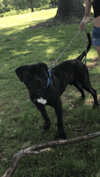 Male Cane Corso 1yrs old